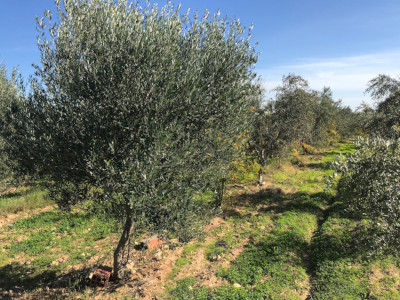 ecotube olives row